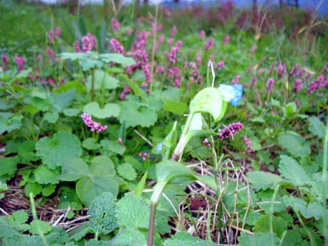 野の花