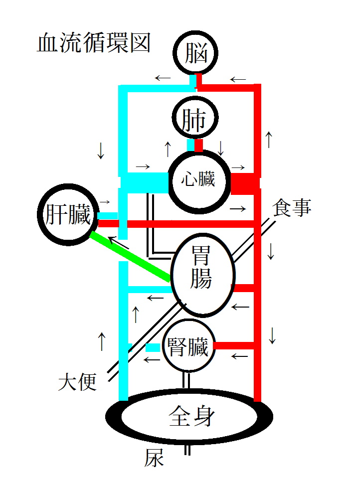 血流循環図0