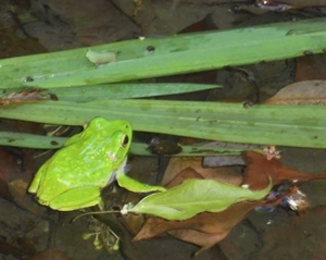 水辺の初夏；モリアオガエル