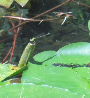 水辺の初夏、イトトンボ