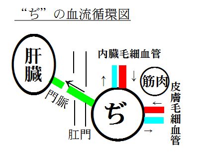 “ぢ”の血流循環図 “ぢ”の血流循環図